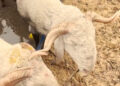 Côte d’Ivoire / Tabaski : Des moutons à 2 millions FCFA ; la toile sous le choc (Vidéo)